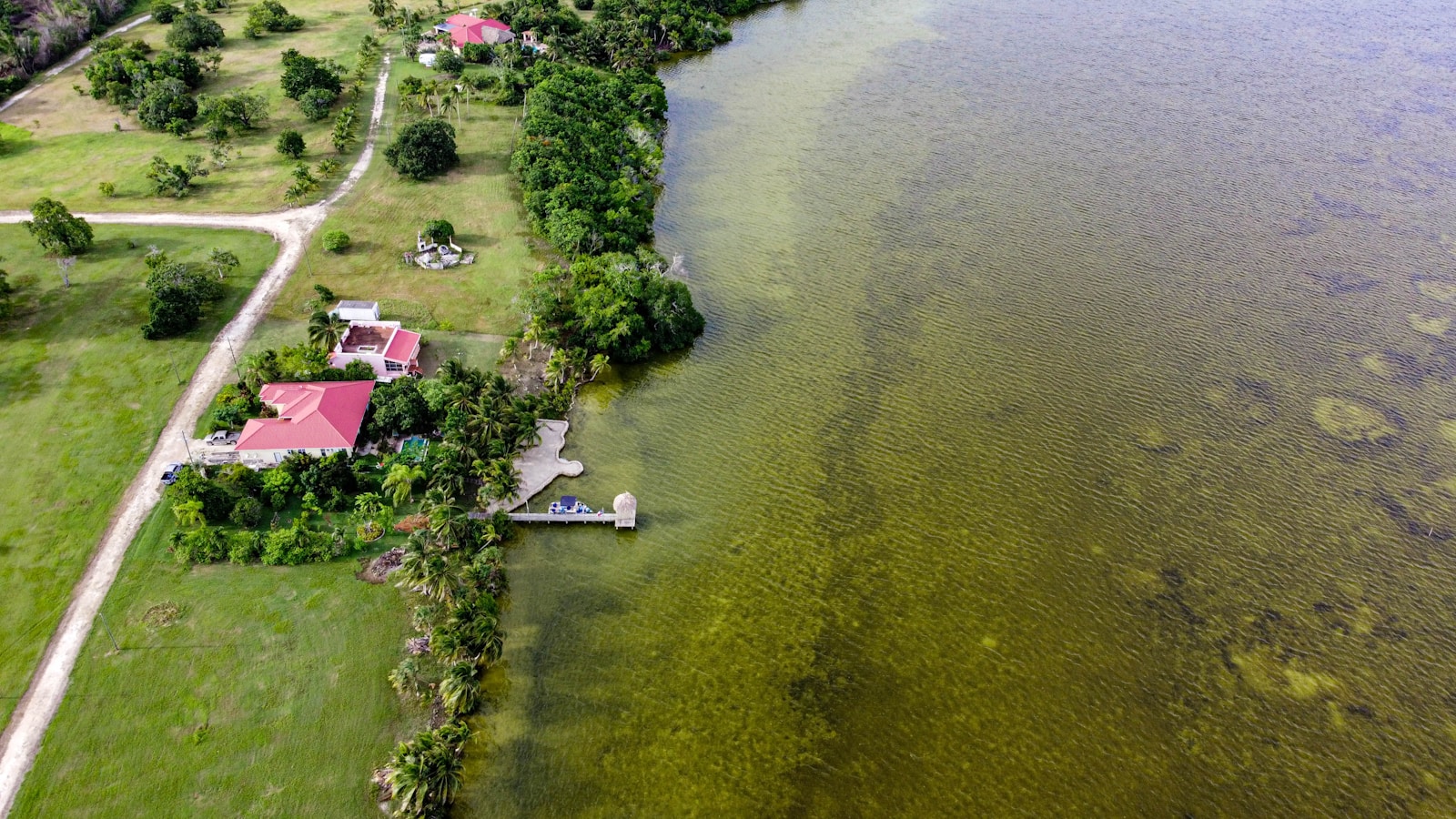 green trees and green grass field